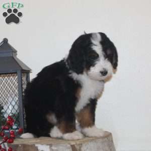 Skater, Bernedoodle Puppy